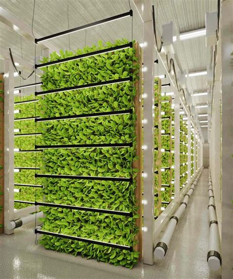 Dutch Bucket Hydroponics System In 2020 Indoor Farming Hydroponics