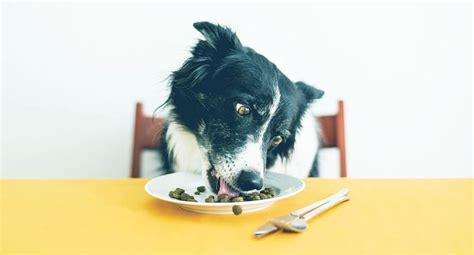 Taste of the wild dry dog food. Best Dog Food for Border Collies in 2021 Review - Exqeo