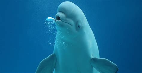 Beluga Whales Blowing Bubbles