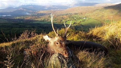 Hunting Outfitters Ireland Sika Stag Hunting Bird Shoots Cork Kerry