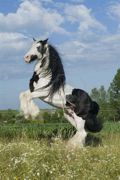 Irish Cob Tinker Horses Horses Horse Breeds Pretty Horses