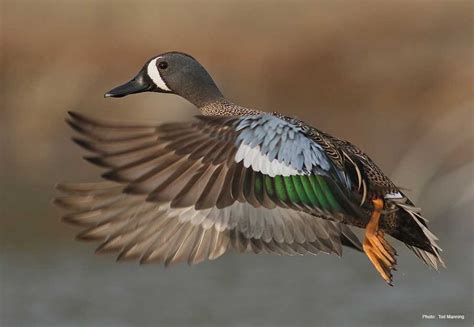 Blue Winged Teal Ducks Unlimited