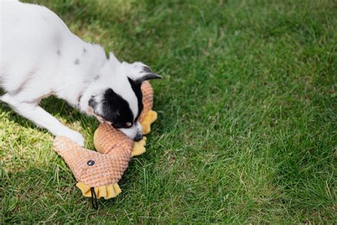 Choosing The Perfect Chew Toy For Your Puppy A Guide For New Pet
