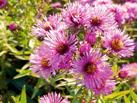 Viele astersorten säen sich im garten selbst aus, und es ist auch möglich, die reifen samen zu sammeln und an der gewünschten stelle zu pflanzen. Astern | Blumen stauden, Blumen pflanzen, Garten pflanzen