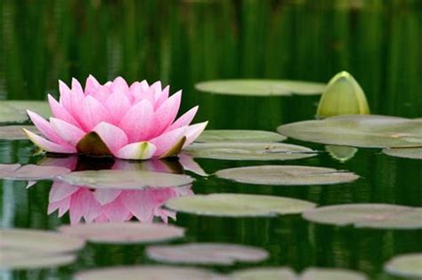 Pin On Lily Pads