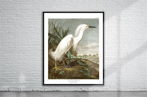 Vintage Audubon Snowy Heron Print Etsy