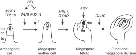 Molecular Cues Influencing Early Female Development During Sexual