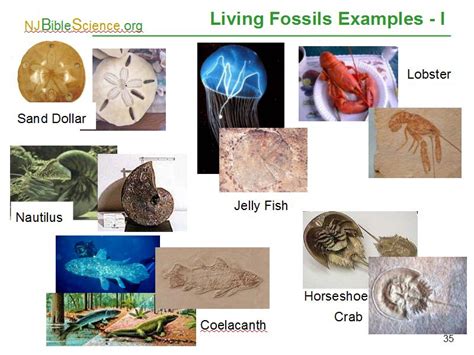 Living Fossils Examples I
