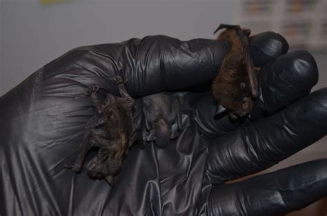 This Years First 3 Evening Bat Pups Austin Bat Refuge