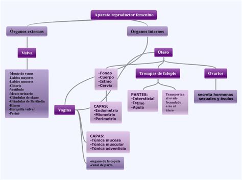 Mapas Mentales Sobre El Aparato Reproductor Femenino Cuadro Comparativo