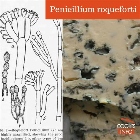 Penicillium Roqueforti Cooksinfo