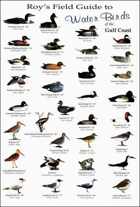 Wild Duck Identification Chart
