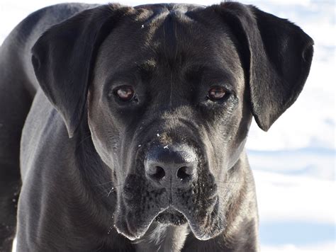 The Cane Corso Breed Guide And Info Animal Corner