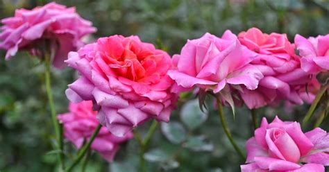 Merepek Makan Kerepek Koleksi Gambar Bunga Rose Ros Mawar Rosa