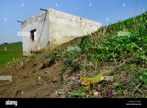 Eastern Green Lizard European Green Lizard Emerald Lizard Lacerta