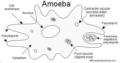 Join the amoeba sisters as they explain gene and chromosome mutations, and explore the significance of these changes. Amoeba (Ameba) Printout - EnchantedLearning.com