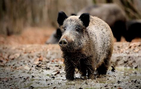Italian Farmers Want Something Done About Wild Boars Olive Oil Times