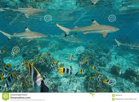 Underwater Pacific Ocean Pictures Resenhas De Livros