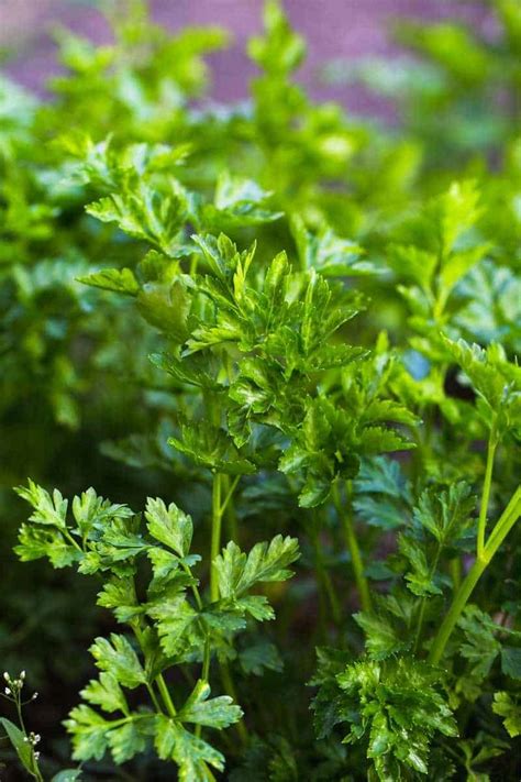 How To Grow Parsley Growfully