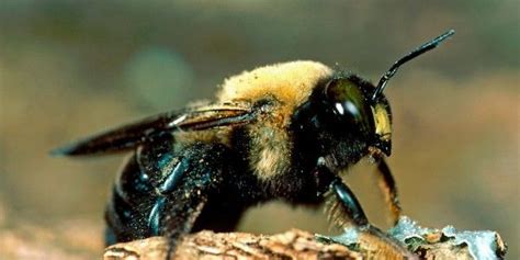 Common Carpenter Bees Look Like Large Bumble Bees With A Bare Abdomen
