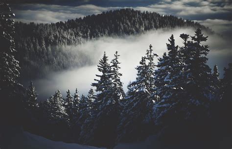 Dark Winter Snow Trees Mist Nature Wallpapers Hd Desktop And