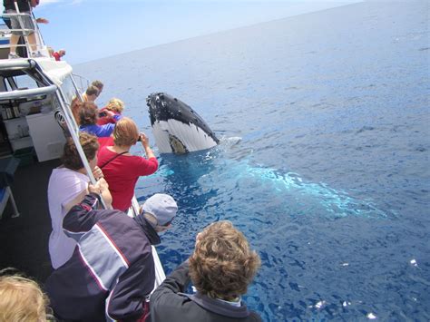 Reasons Why You Should Go On A Whale Watching Tour Travelogues Blog
