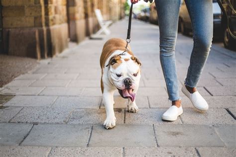 The 6 Best Dog Walking Services Of 2022