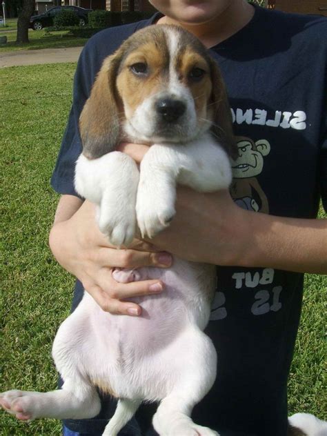 Adopt a pet from michigan humane. Adopt A Beagle Near Me | PETSIDI