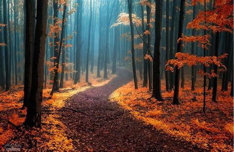 10 Mystical Forests Everyone Needs To Visit Nature Photography