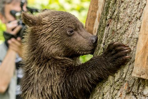 Romanias Wildlife The Bear Sanctuary G2 Travel Romania