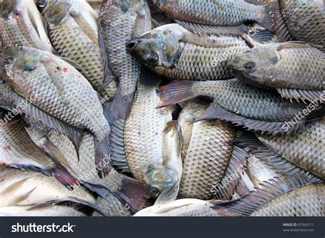 Newly Catch Bunch Tilapia Fish Philippines Stock Photo 97364711