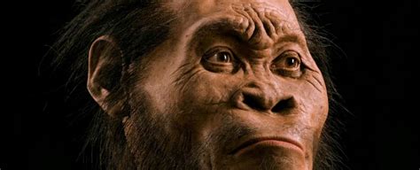 Heres Everything You Need To Know About The Newly Discovered Hominid
