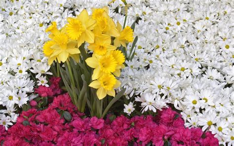 Daffodils Flowers Daisies Wallpaper Hd Flowers 4k