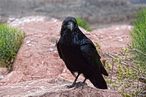Grand Canyon Raven Photograph By Reese Lewis Pixels