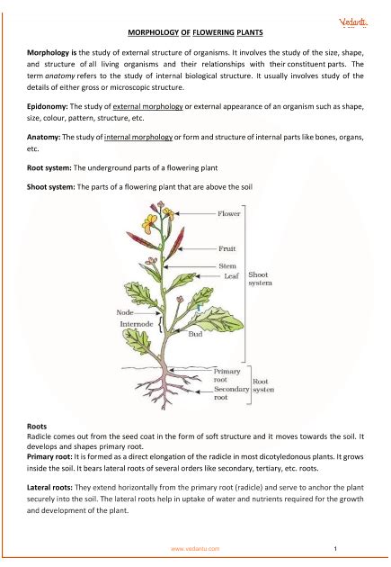 Morphology Of Flowering Plants Class 11 Notes Cbse Biology Chapter 5 Pdf
