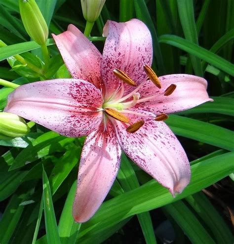 Photo Of The Bloom Of Lily Lilium Pink Morpho Day Lilies Asiatic