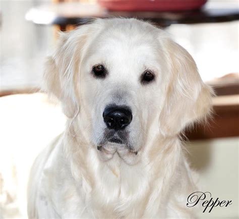 The photos shown here are from huxley and duchess' recent litter of pups. Golden Retriever Puppies,White,Cream,AKC CERTIFIED,NJ ...