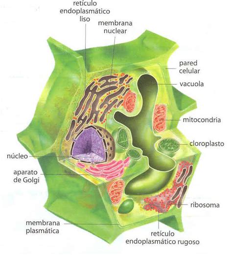 Citologia Unad La Célula Vegetal