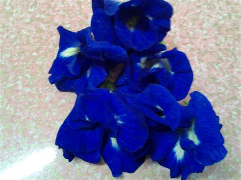 Pewarna biru untuk nasi berasal dari kelopak bunga kembang telang. SIAPALAH KITA TANPA REDHANYA......: Bunga Telang Untuk ...