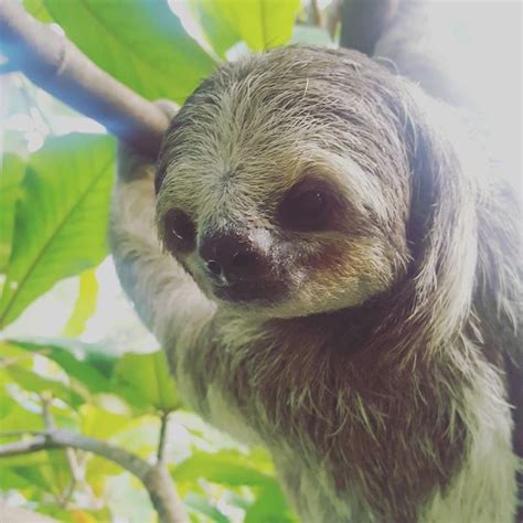 15 Unbearably Cute Sloth Pics To Celebrate The