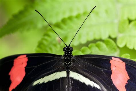 Download Beautiful Black And Pink Butterfly Wallpaper