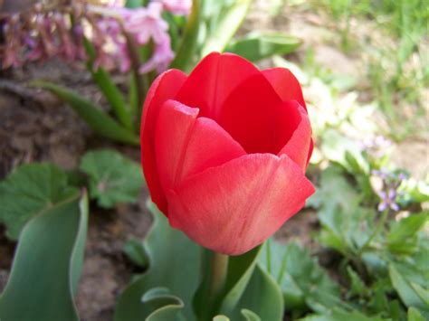 Gardening And Flowers Beautiful Red Tulip Flowers