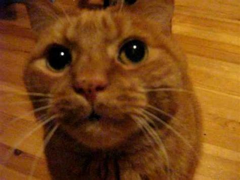 The tom cat kompis first meows to court our spayed female cat, and then notices me and meows in a completely different way (much higher pitch). Cat meowing and purring - YouTube