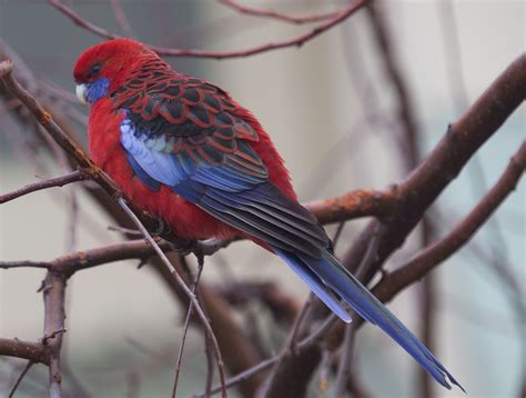 Crimson Rosella Australian Birds Beautiful Birds Parakeet