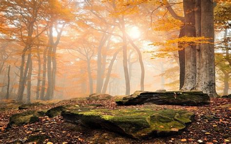 Landscape Nature Sunrise Forest Fall Leaves Trees Mist Moss Yellow