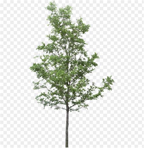 Free Download HD PNG Tree Render Tree Photoshop Tree Sketches Landscape Tree PNG Transparent