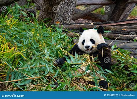 Cute Panda Biting And Chewing Bamboo Branches Stock Image Image Of