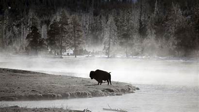 Bison Buffalo Yellowstone Wallpapers Wyoming Bizon Desktop