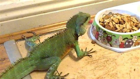Given that these are large lizards, the taller the i would suggest a minimum of a 20 gallon tank for a juvenile. chinese water dragon likes dog food - YouTube
