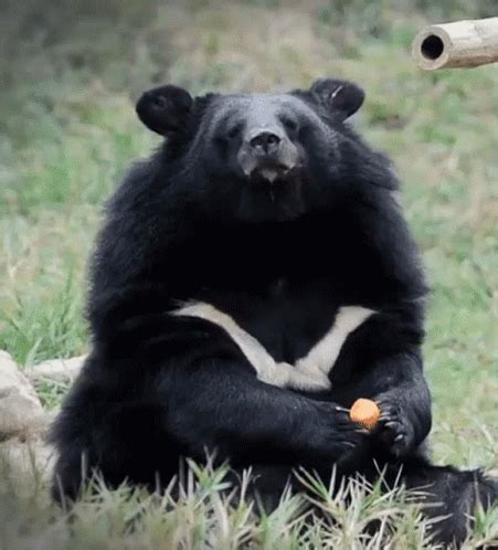 Bear Chewing GIF Bear Chewing Eating Discover Share GIFs